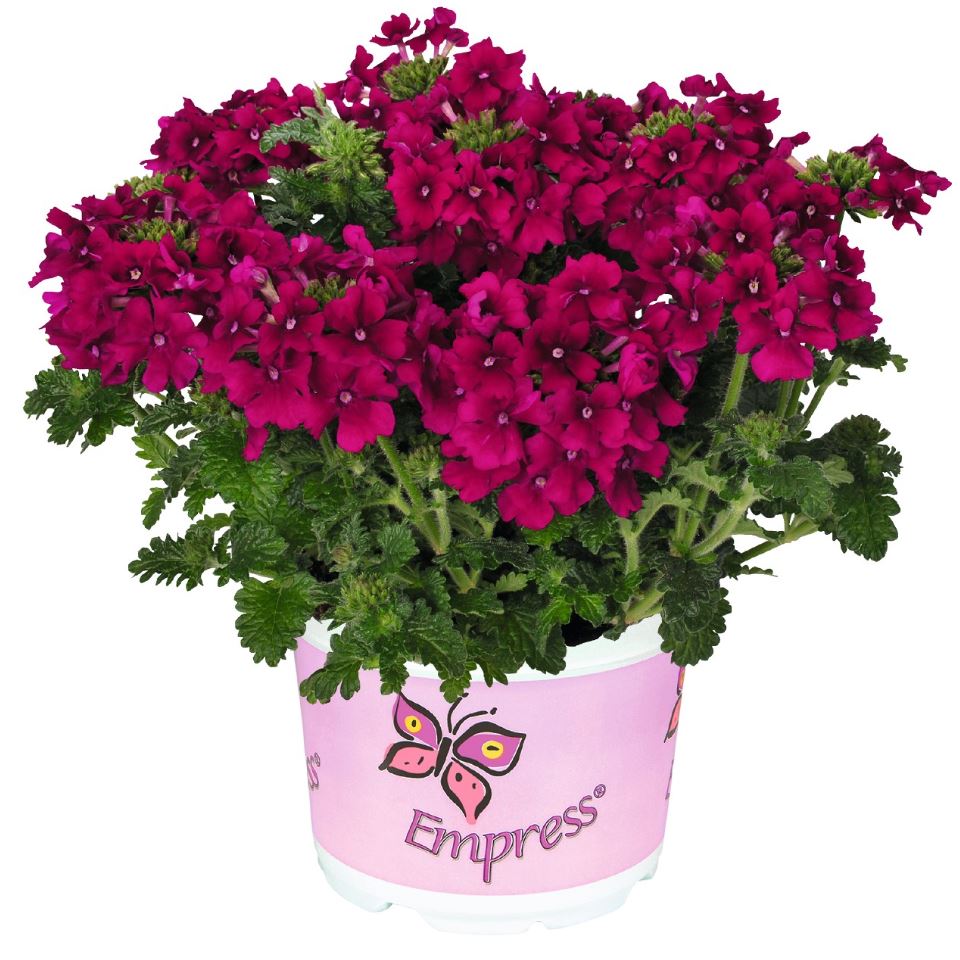 VERBENA EMPRESS FLAIR CHERRY