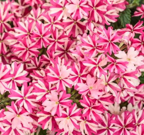 VERBENA SUPERBENA CHERRYBURST