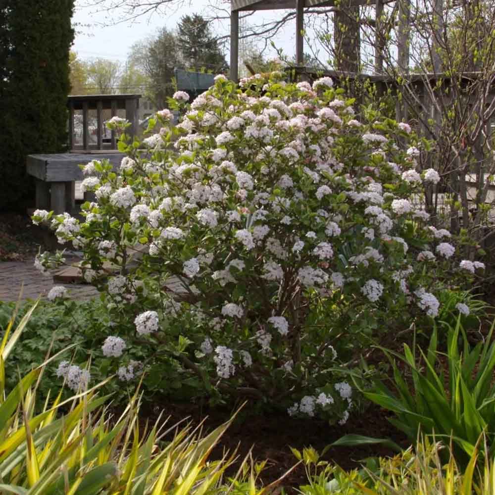 Viburnum carlesii 'Select Sugar n' Spice'