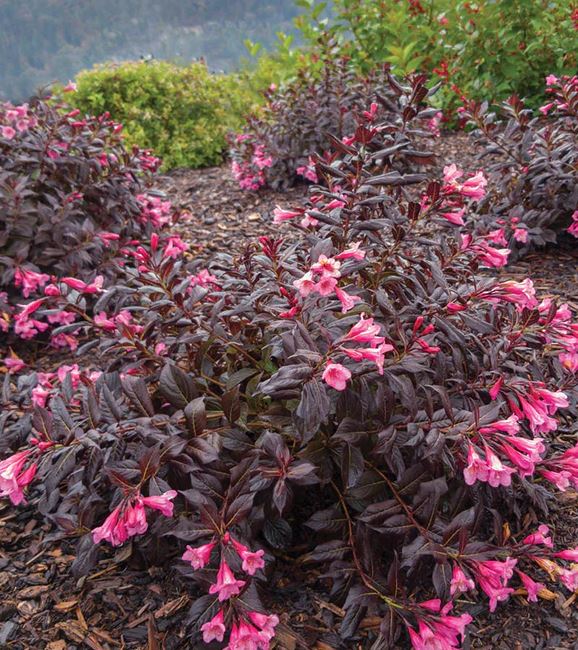 Weigela 'Stunner'