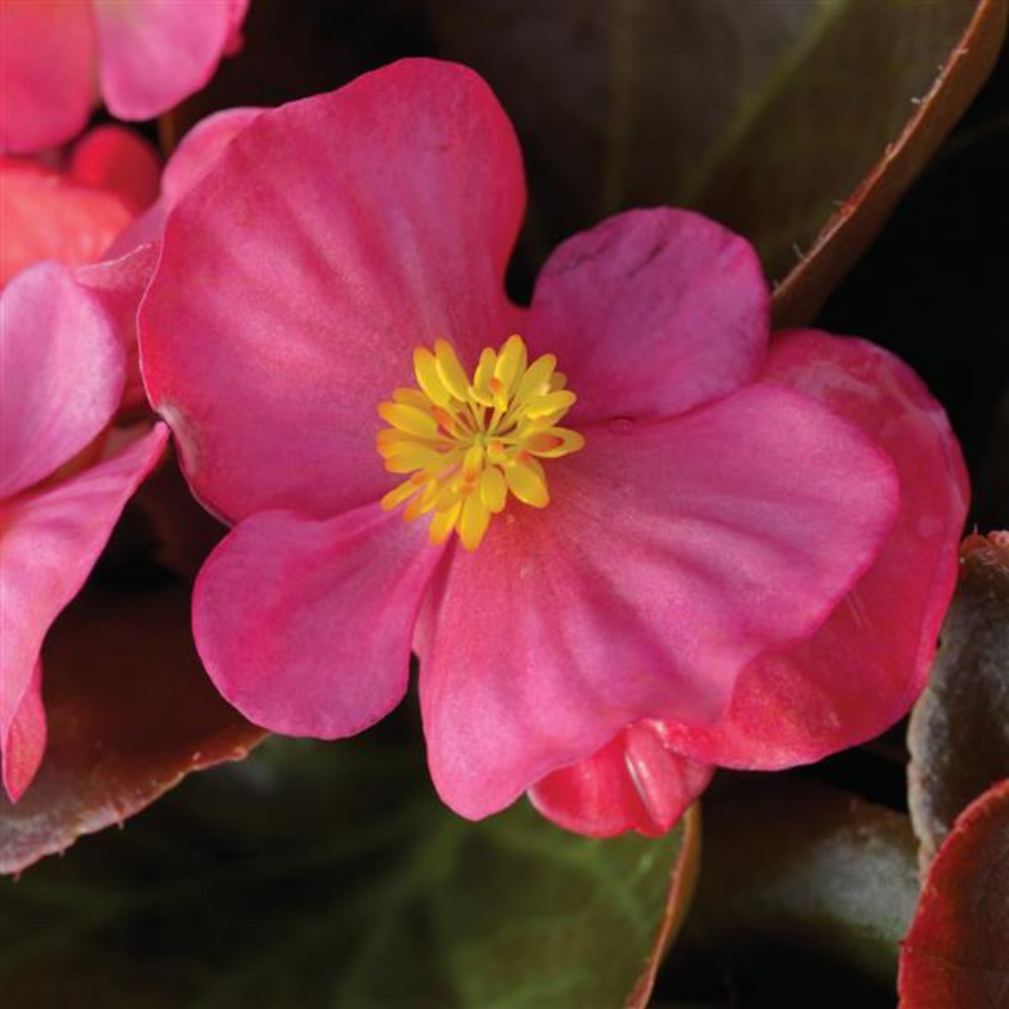 BEGONIA BADA BOOM ROSE - FLOWER BAG