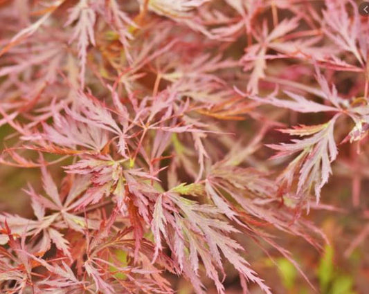 ACER P.D. 'RED DRAGON'