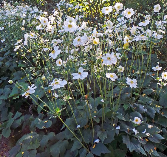 ANEMONE HONORINE JOBERT