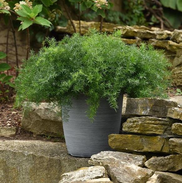 ASPARAGUS FUZZYFERN FRIZZ