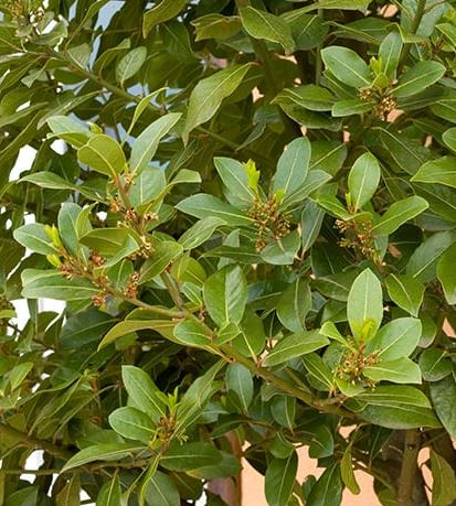 BAY LAUREL LAURUS NOBILIS - 6" POT