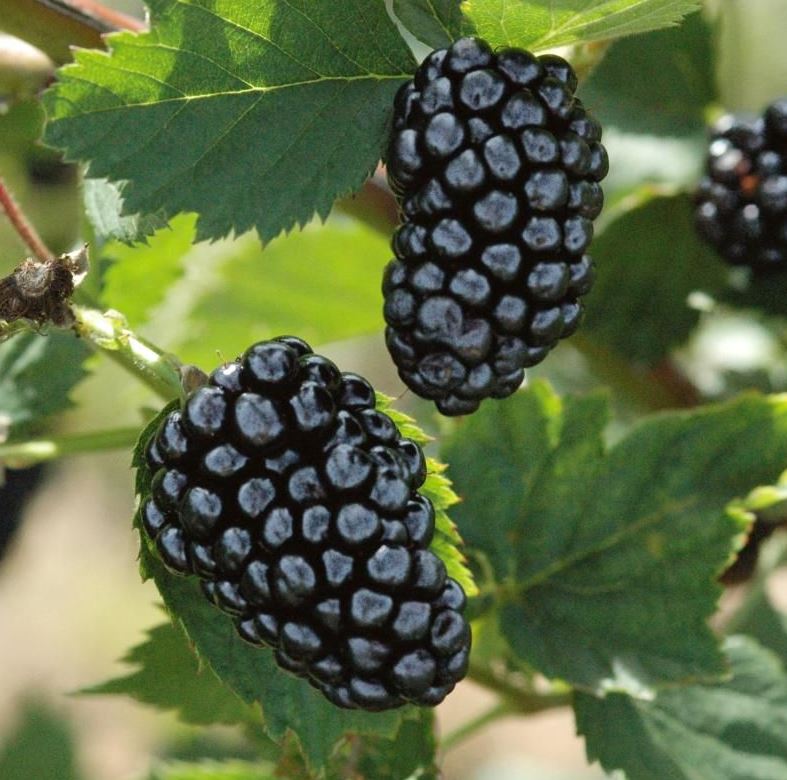 RUBUS 'NATCHEZ'