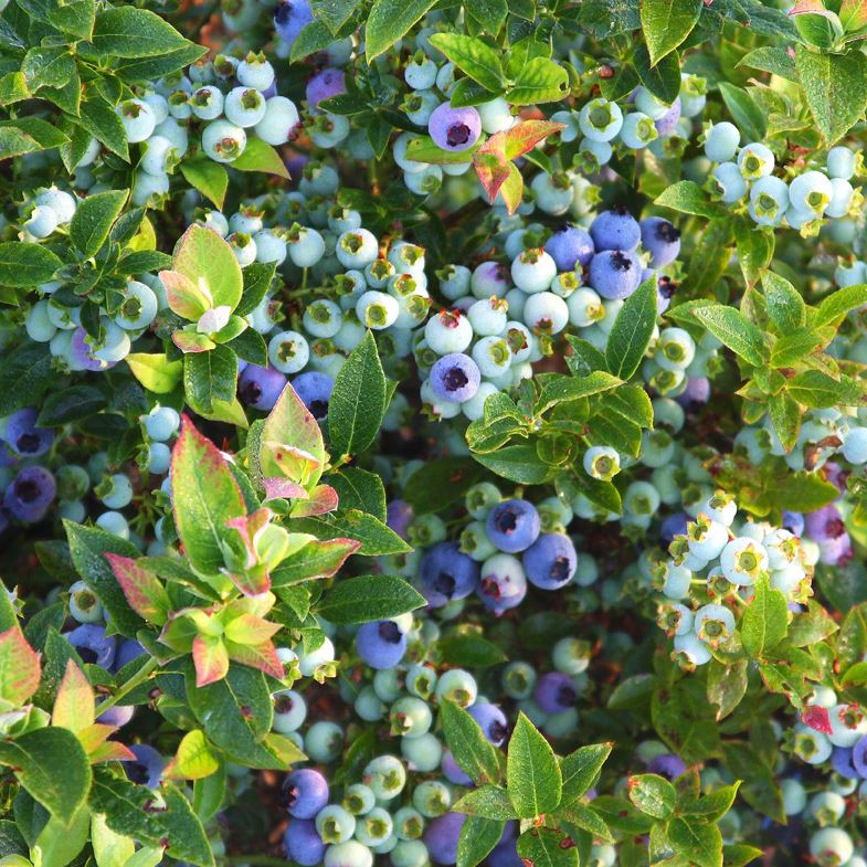 VACCINIUM 'JELLY BEAN'