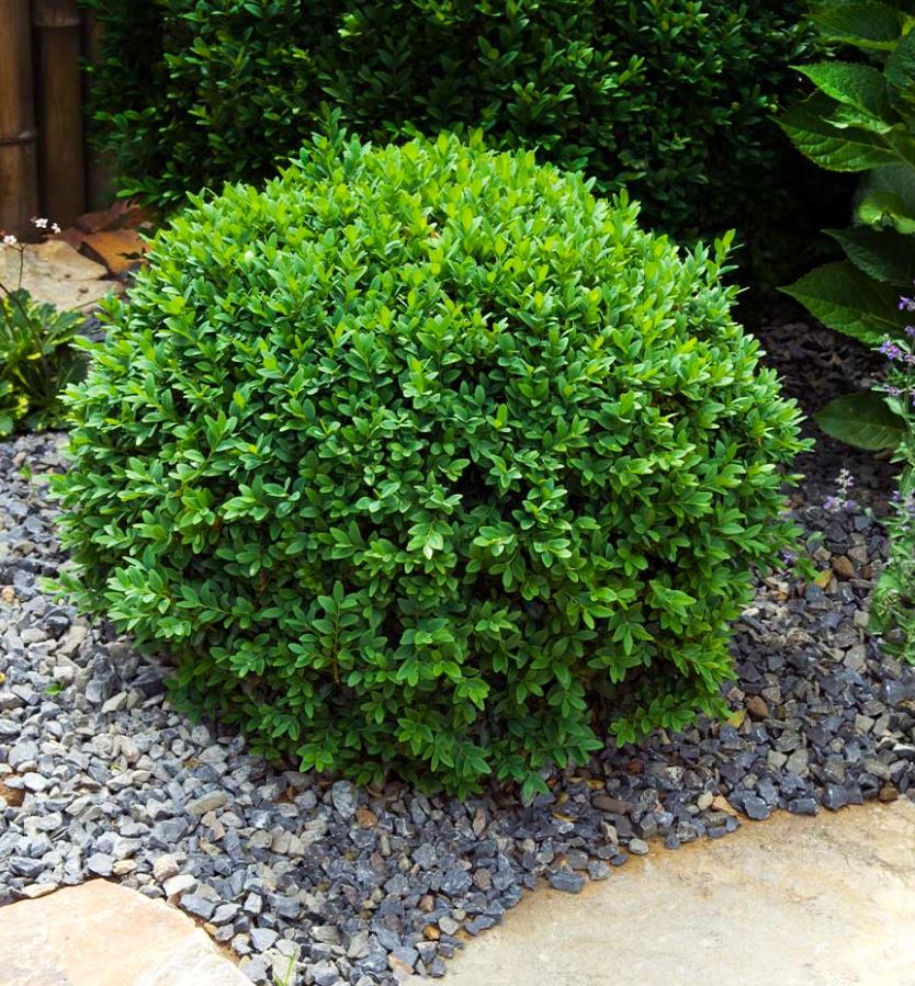 Buxus m. 'Winter Gem'