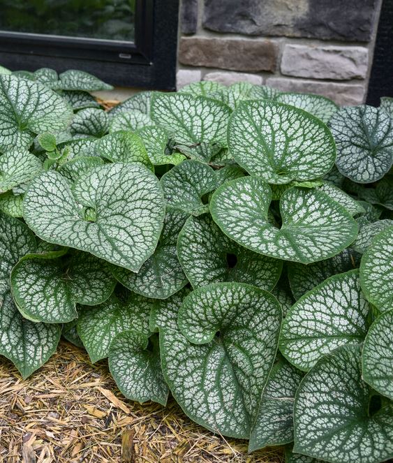 Brunnera 'Jack of Diamonds' (PW)