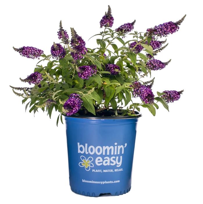Buddleia x 'Blueberry Pie™'
