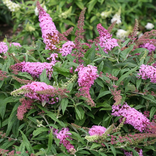 Buddleia Pugster® 'Pinker' (PW)