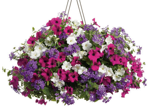 COMBO CALYPSO - 12'' HANGING BASKET