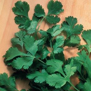 CORIANDER CILANTRO SATIVUM