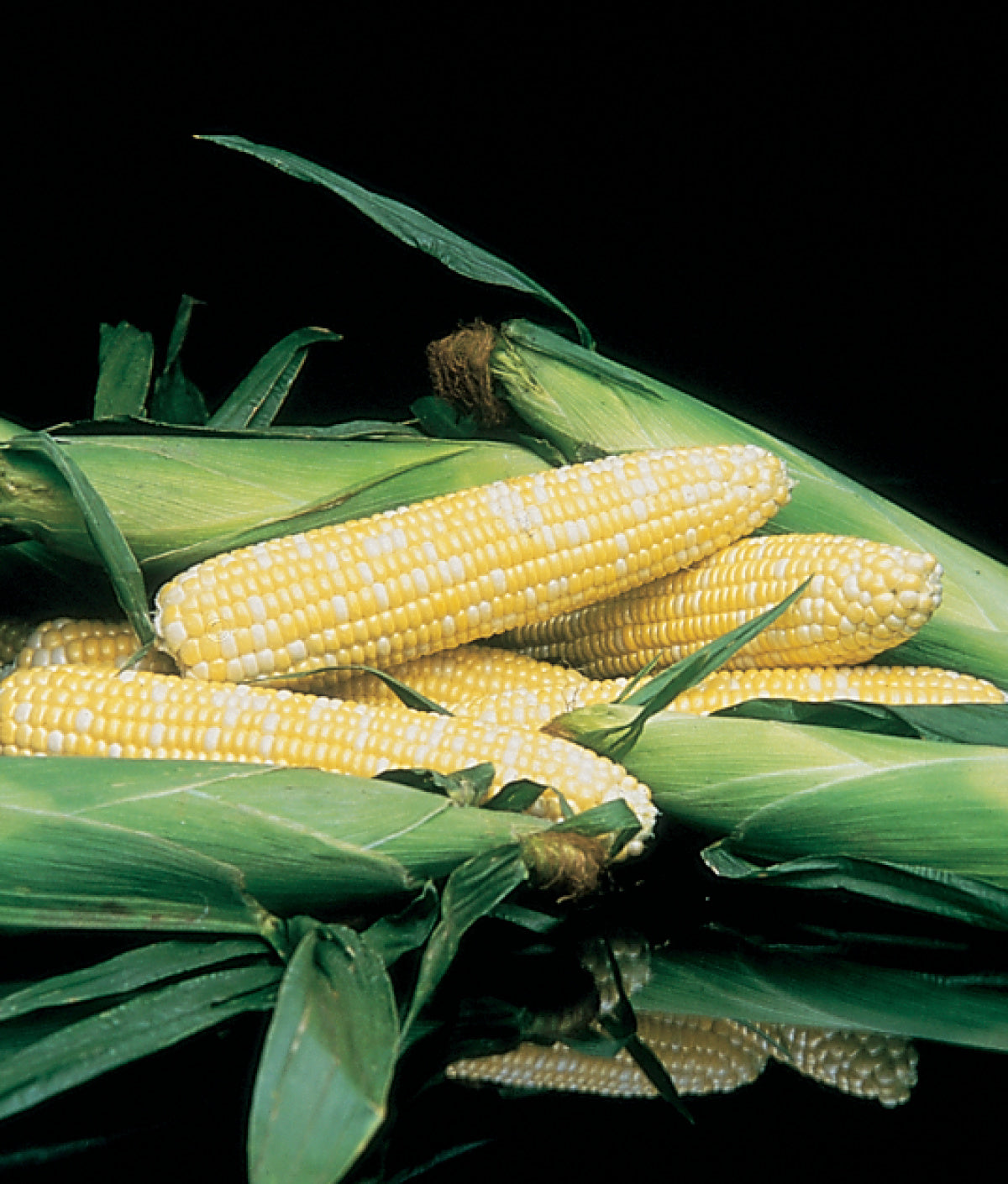 CORN HONEY 'N PEARL - FLAT OF 32 PLANTS