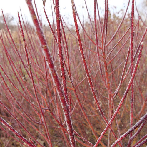 Cornus s. 'Arctic Fire Red'