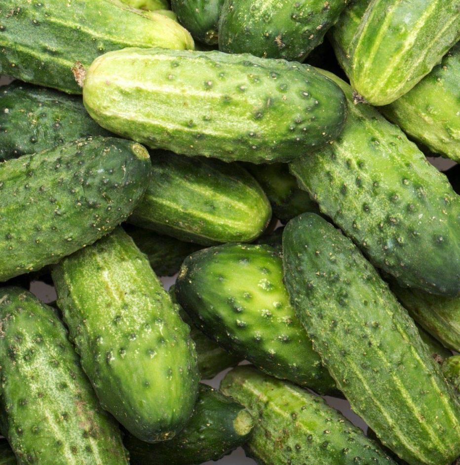 CUCUMBER PATIO PICKLE - 4" POT