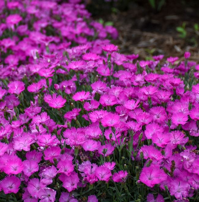 Dianthus 'Paint the Town Fuchsia' (PW)