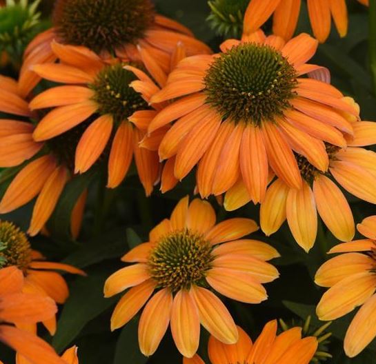 ECHINACEA 'ARTISAN SOFT ORANGE'