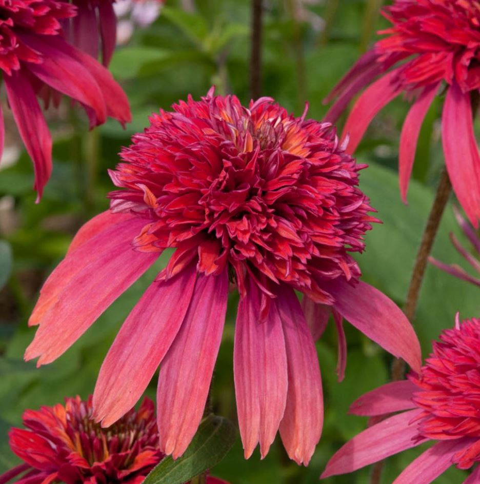 Echinacea Double Scoop™ 'Raspberry Deluxe'