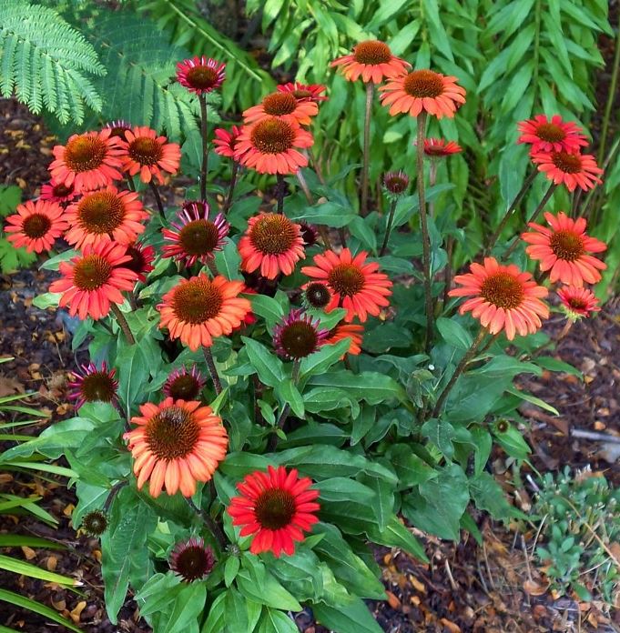 ECHINACEA SUNSEEKERS ORANGE