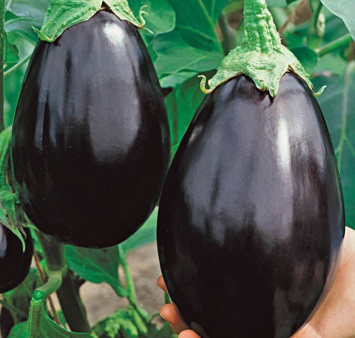 EGGPLANT BLACK BEAUTY - 4" POT