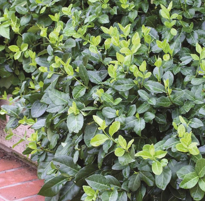 Euonymus f. 'Coloratus'