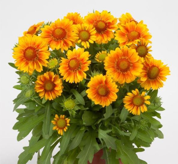 Gaillardia grandiflora 'Mesa Peach'