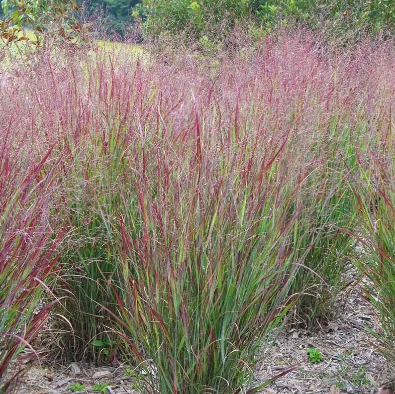 GRASS - 'SHENANDOAH'