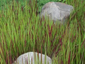 Grass - imp. 'Red Baron'