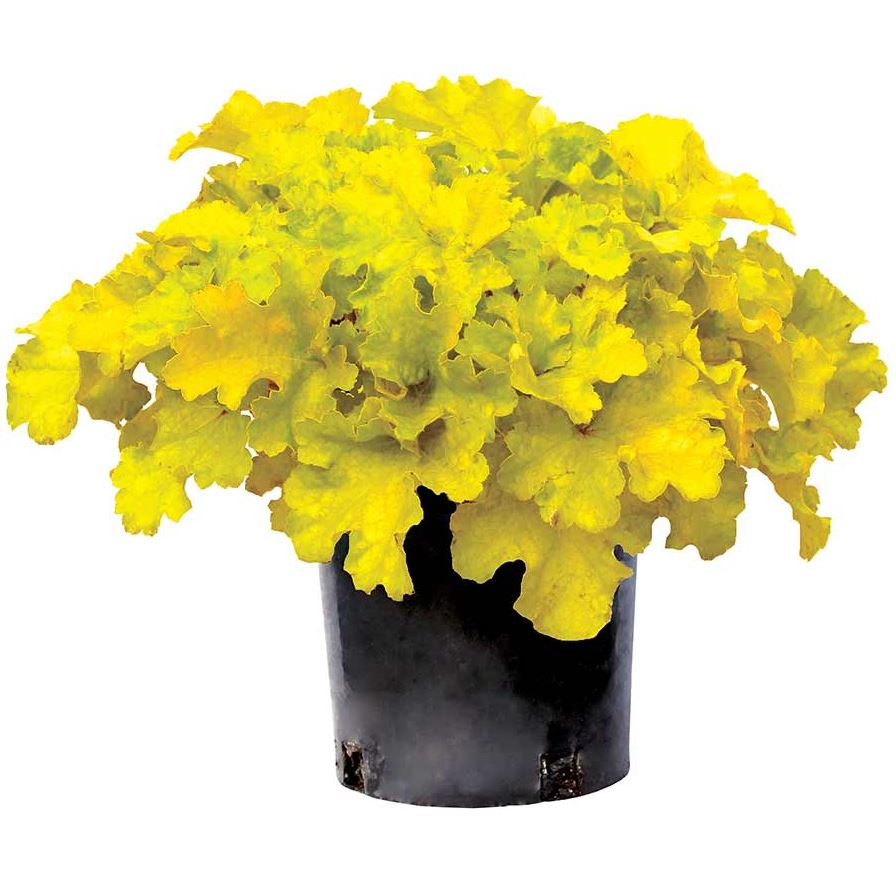 HEUCHERA LEMON SUPREME