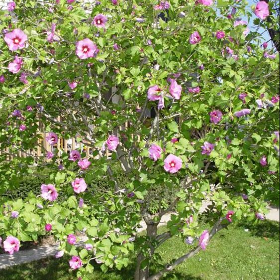 Hibiscus syr 'Aphrodite'