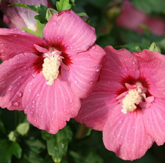 HIBISCUS S. 'LIL' KIM RED'