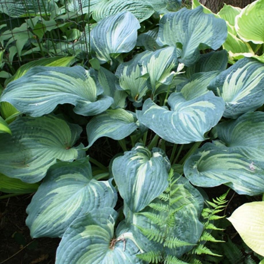 Hosta 'Guardian Angel'