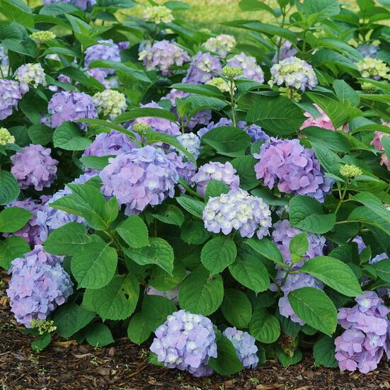 HYDRANGEA M. LETS DANCE SKY VIEW G3 PW