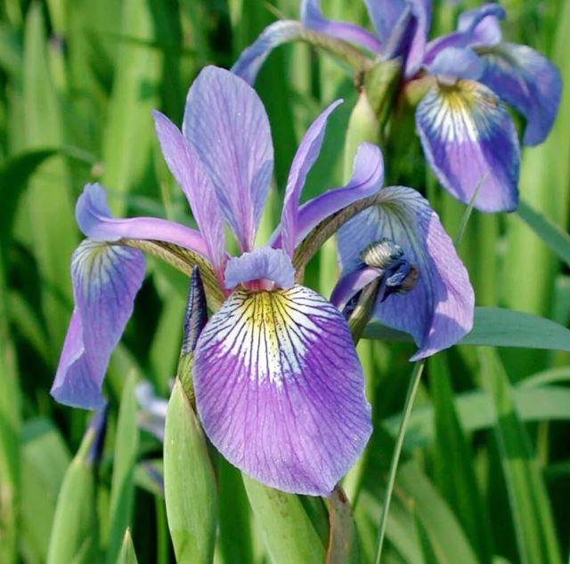 IRIS VERSICOLOR