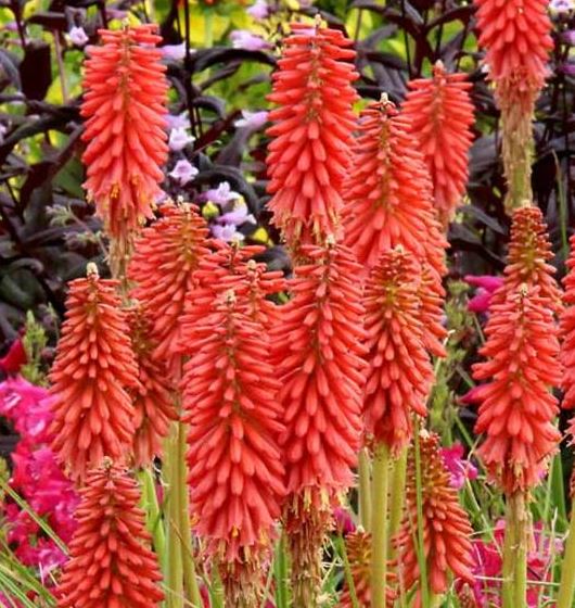 Kniphofia 'Redhot Popsicle'