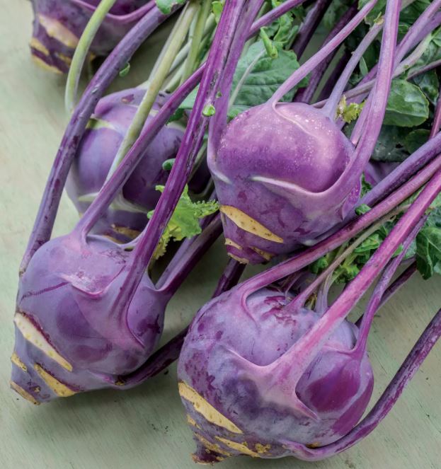 KOHLRABI EARLY PURPLE VIENNA - FLAT OF 32 PLANTS