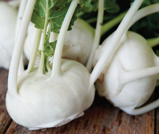 KOHLRABI EARLY WHITE VIENNA - FLAT OF 32 PLANTS