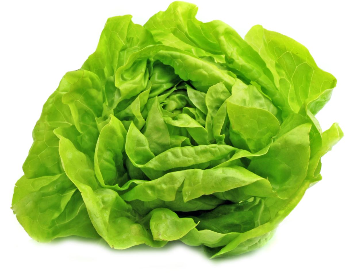 LETTUCE BUTTERCRUNCH - FLAT OF 32 PLANTS