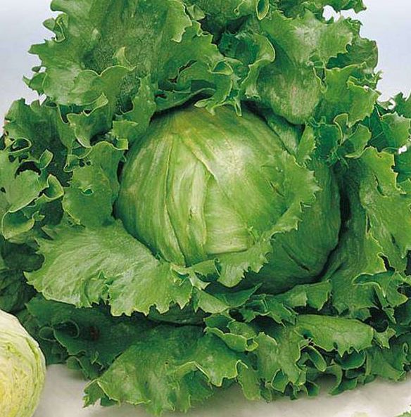 LETTUCE GREAT LAKES HEAD - FLAT OF 32 PLANTS