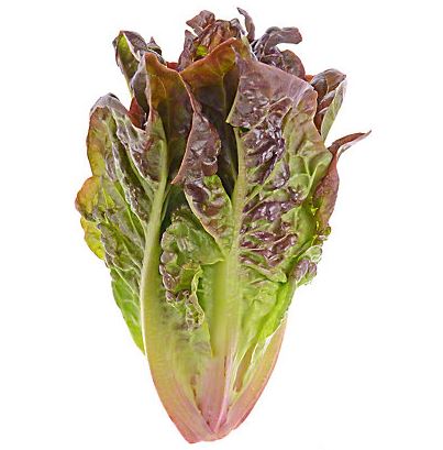LETTUCE RED ROMAINE - FLAT OF 32 PLANTS