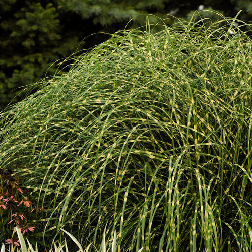 Grass - m.s. 'Little Zebra'