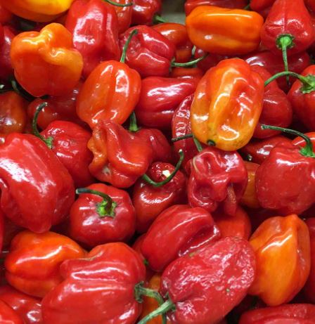 PEPPER HABANERO - 4" POT