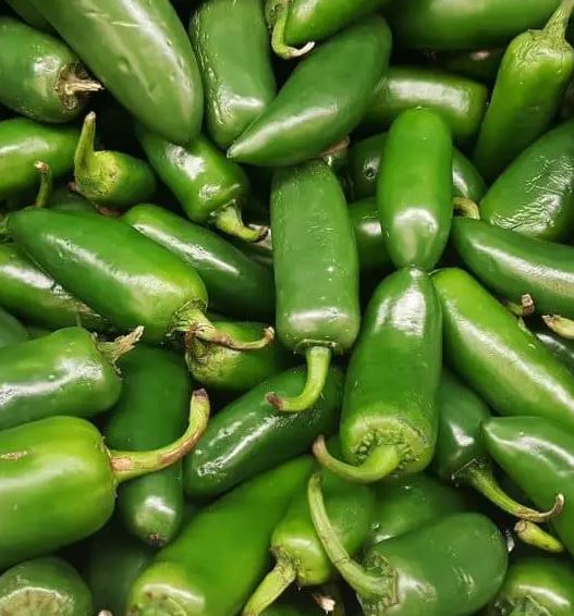 PEPPER JALAPENO HOT - 8" POT