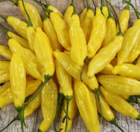 PEPPER LEMON DROP - 4" POT