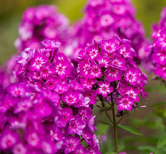 Phlox pan. 'Grape Lollipop'