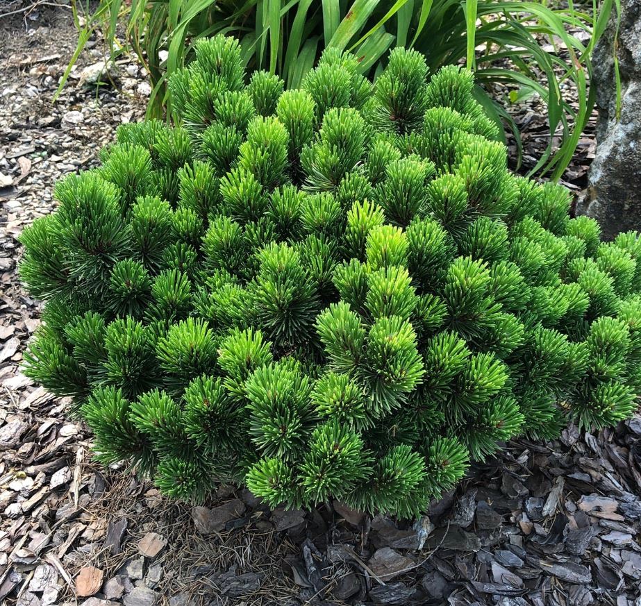 Pinus mugo 'Sherwood Compact'