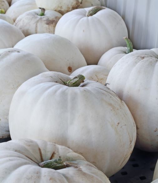 PUMPKIN WHITE LUMINA - 4" POT