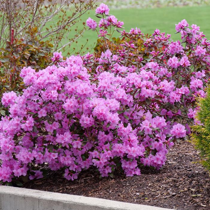 Rhododendron x 'Black Hat'