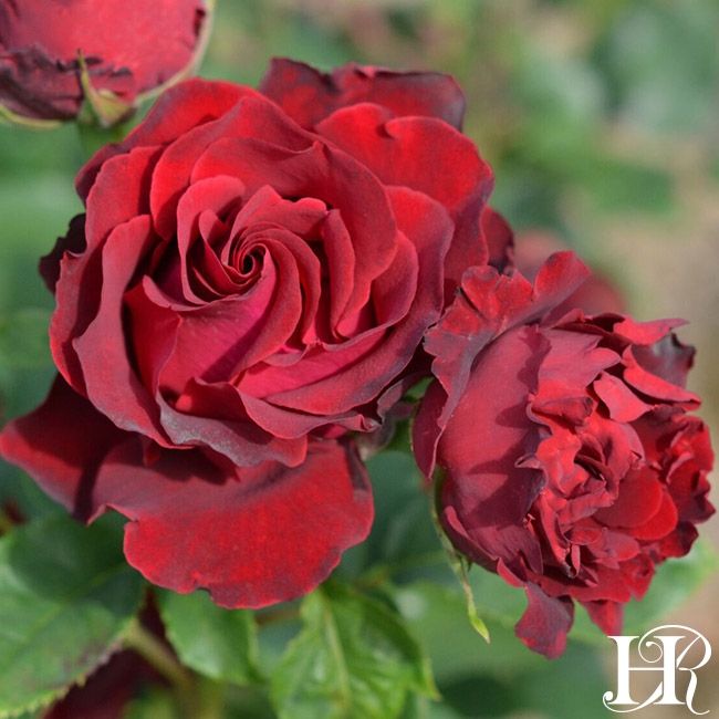 Rose 'Dancing in the Dark'